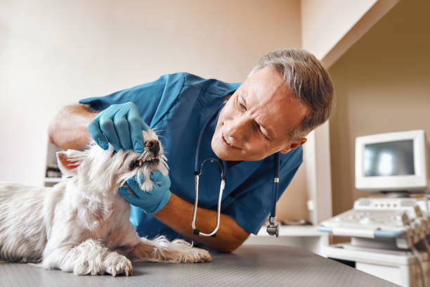 Best Emergency Dental Care for Abscessed Tooth in Manchester, MI